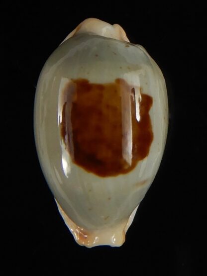 Talostolida brevidentata fluctuans 23.93 mm Gem (-)-62781