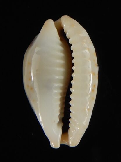 Talostolida brevidentata fluctuans 23.93 mm Gem (-)-62783