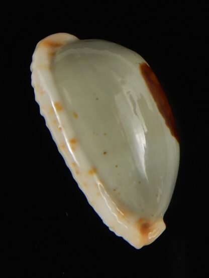 Talostolida brevidentata fluctuans 23.93 mm Gem (-)-62785