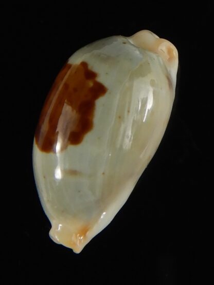 Talostolida brevidentata fluctuans 23.93 mm Gem (-)-62786