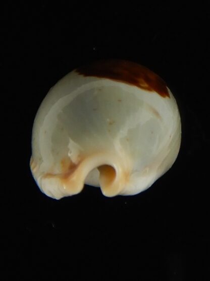 Talostolida brevidentata fluctuans 23.93 mm Gem (-)-62784