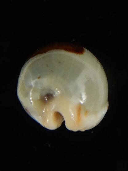 Talostolida brevidentata fluctuans 23.93 mm Gem (-)-62787