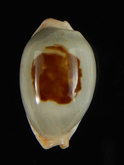 Talostolida brevidentata fluctuans 21.97 mm Gem-62767