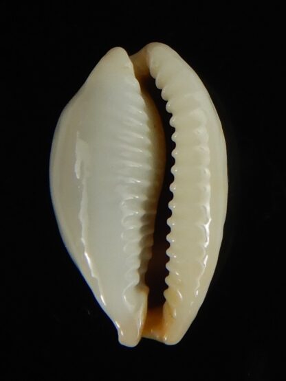 Talostolida brevidentata fluctuans 21.97 mm Gem-62772