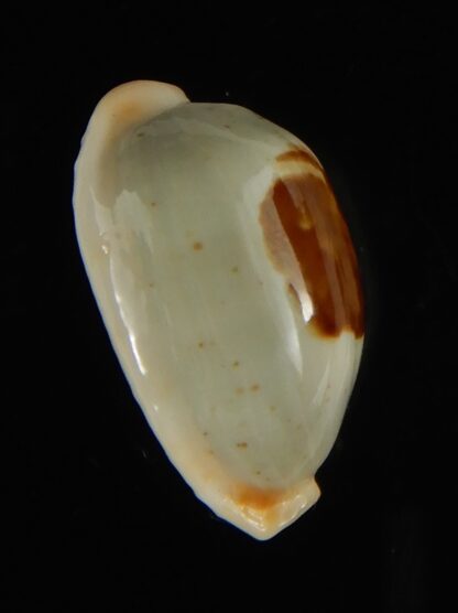 Talostolida brevidentata fluctuans 21.97 mm Gem-62770