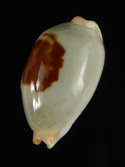 Talostolida brevidentata fluctuans 21.97 mm Gem-62771