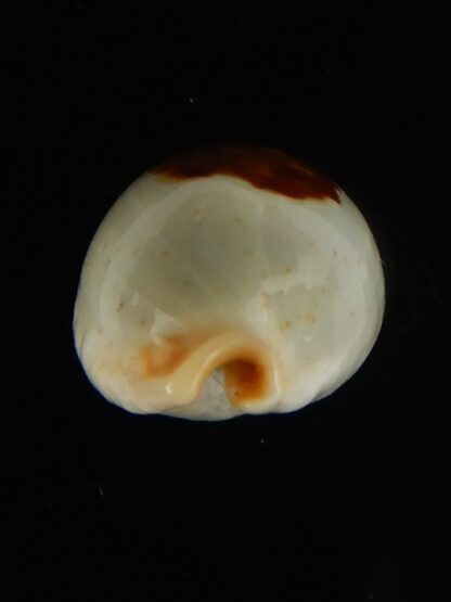 Talostolida brevidentata fluctuans 21.97 mm Gem-62768