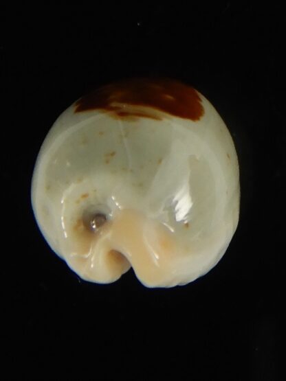 Talostolida brevidentata fluctuans 21.97 mm Gem-62769