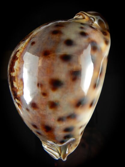 Leporicypraea valentia ... TOP COLOUR ... 85.58 mm Gem-62850