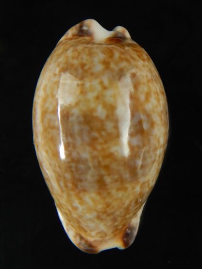 Pseudozonaria nigropunctata ... 27.39 mm Gem -62978