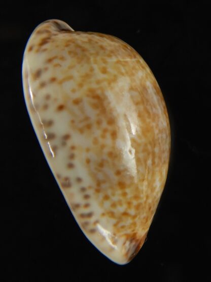 Pseudozonaria nigropunctata ... 27.39 mm Gem -62983