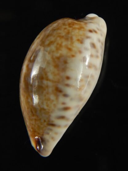 Pseudozonaria nigropunctata ... 27.39 mm Gem -62980