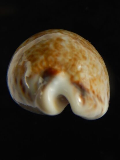 Pseudozonaria nigropunctata ... 27.39 mm Gem -62984