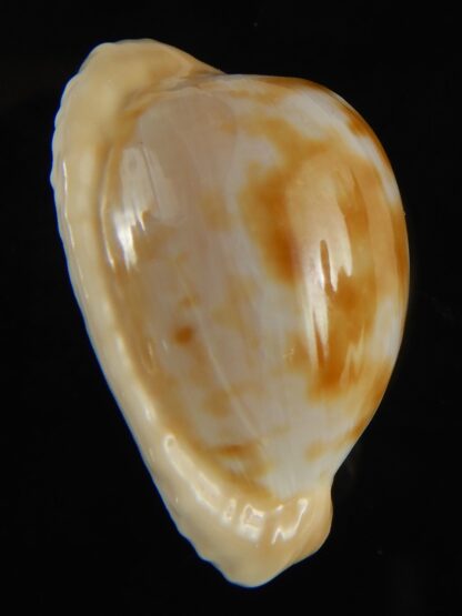 Cypraeovula coronata . coronata 29.75 mm Gem-62887