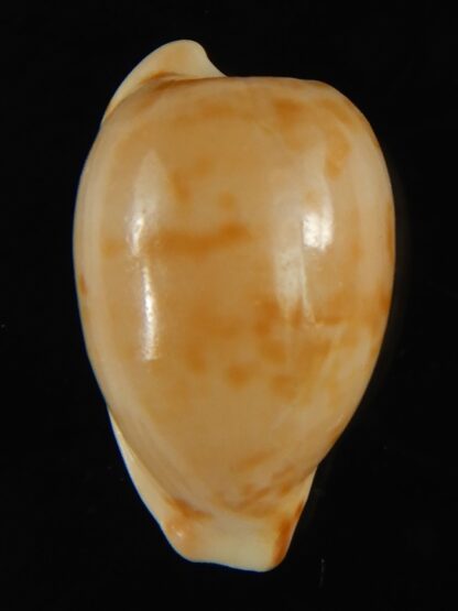 Cypraeovula edentula 22.32 mm Gem-62900