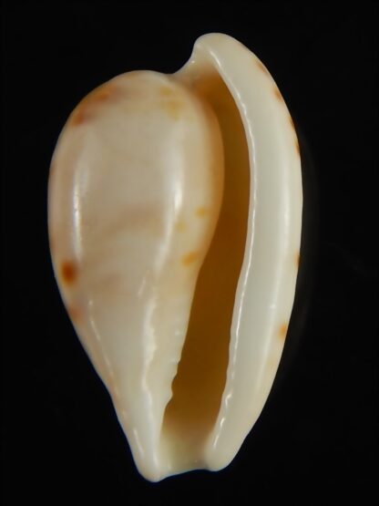 Cypraeovula edentula 22.32 mm Gem-62901