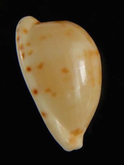 Cypraeovula edentula 22.32 mm Gem-62902