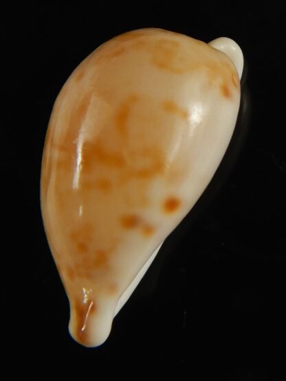 Cypraeovula edentula 22.32 mm Gem-62904