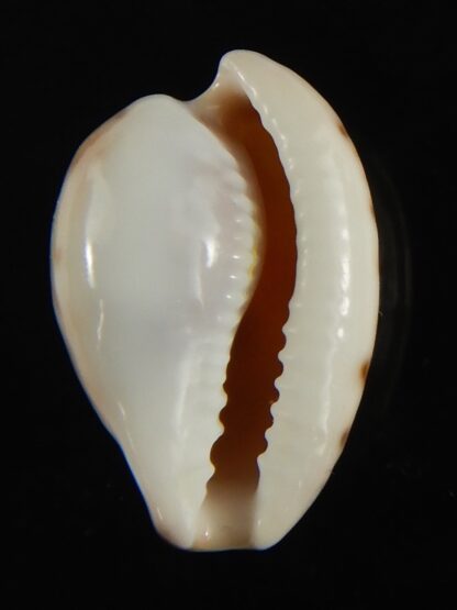 Cypraea mikeharti 18.09 mm Gem-62915