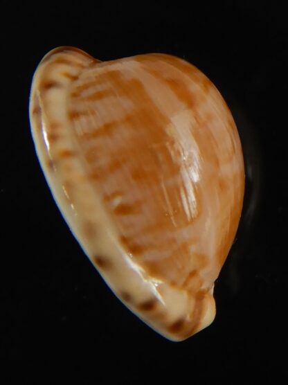 Cypraea mikeharti 18.09 mm Gem-62918