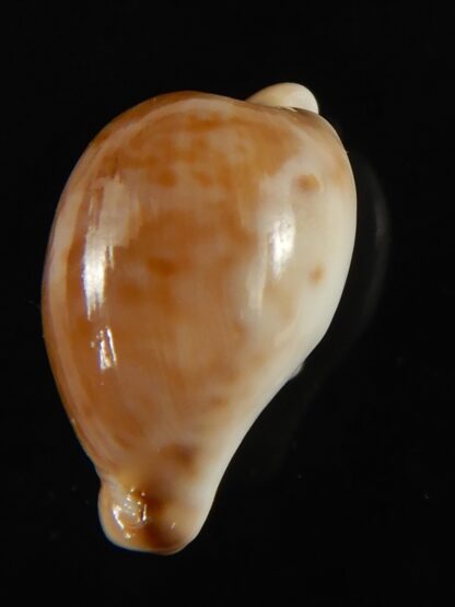 Cypraea mikeharti 18.09 mm Gem-62914