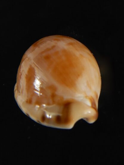 Cypraea mikeharti 18.09 mm Gem-62916