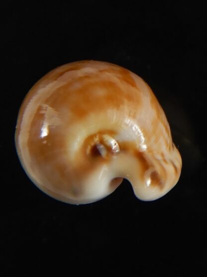 Cypraea mikeharti 18.09 mm Gem-62913