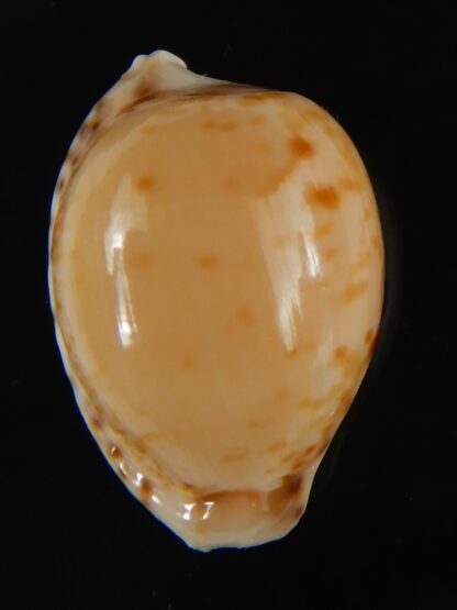 Cypraea algoensis algoensis. 23.5 mm Gem-62877