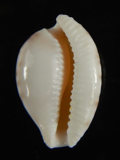 Cypraea algoensis algoensis. 23.5 mm Gem-62876