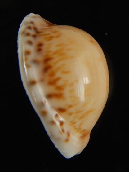 Cypraea algoensis algoensis. 23.5 mm Gem-62875