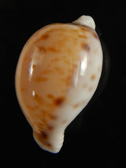 Cypraea algoensis algoensis. 23.5 mm Gem-62878