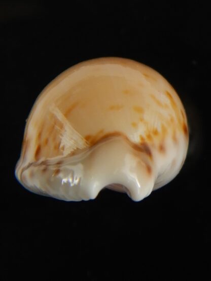 Cypraea algoensis algoensis. 23.5 mm Gem-62879