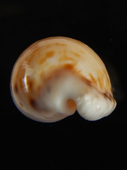 Cypraea algoensis algoensis. 23.5 mm Gem-62874