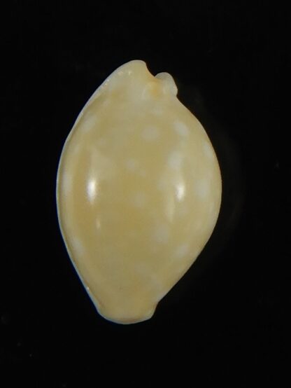 Cryptocypraea dillwynii 11.54 mm F+++/Gem-62861