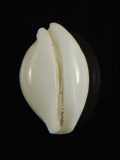 Cryptocypraea dillwynii 11.54 mm F+++/Gem-62866