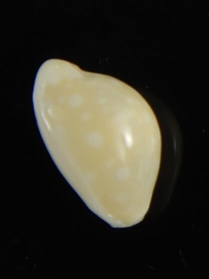 Cryptocypraea dillwynii 11.54 mm F+++/Gem-62865