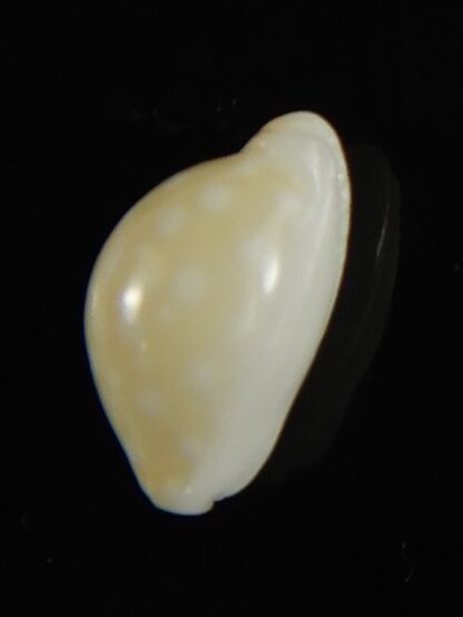 Cryptocypraea dillwynii 11.54 mm F+++/Gem-62864