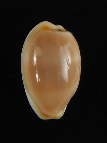 Cypraea artuffeli 11.70 mm Gem-62924