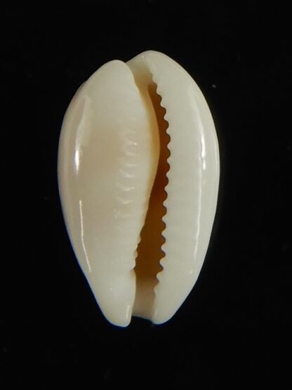 Cypraea artuffeli 11.70 mm Gem-62926