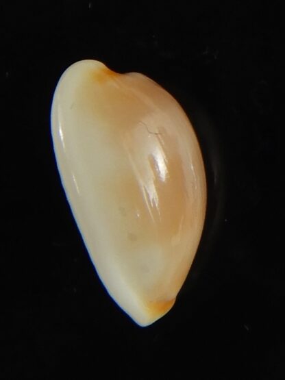 Cypraea artuffeli 11.70 mm Gem-62930