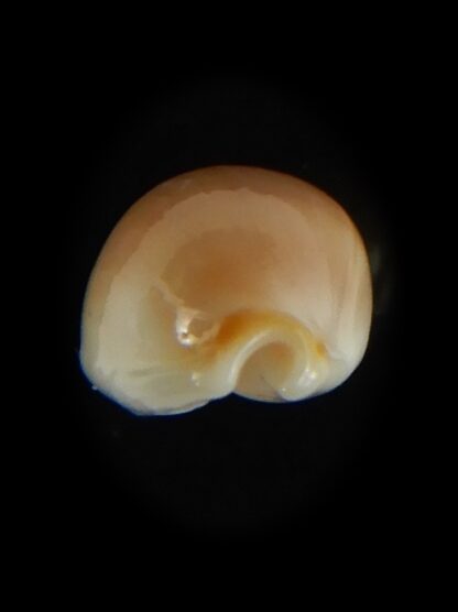 Cypraea artuffeli 11.70 mm Gem-62928