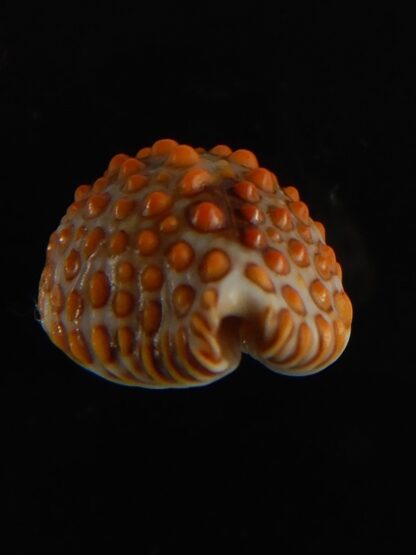 Jeneria pustulata 18.82 mm Gem-62941