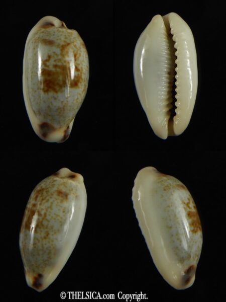 Erronea cylindrica sowerbeyana montebella 23.72 mm Gem-0