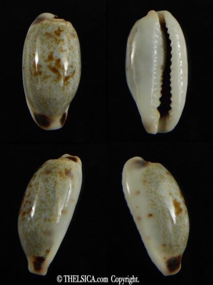 Erronea cylindrica sowerbeyana montebella 25.30 mm Gem-0