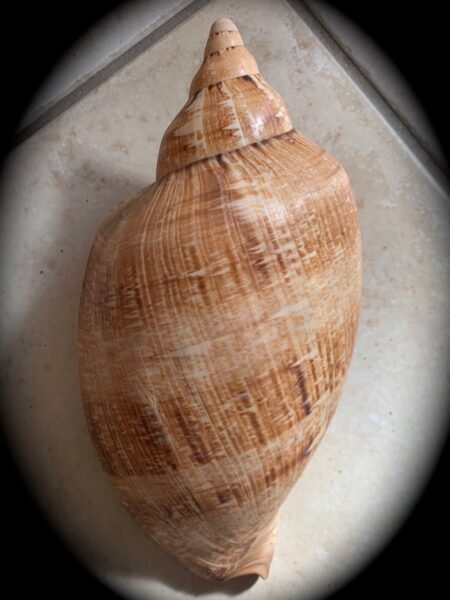 Cymbiola magnifica ... GIANT ... 290 mm Gem -0