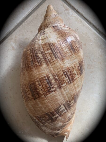 Cymbiola magnifica ... GIANT .... 292 mm Gem (- )-0
