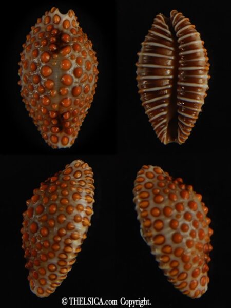 Jeneria pustulata 18.82 mm Gem-0