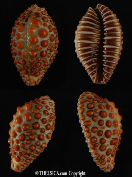 Jeneria pustulata 21.72 mm Gem-0