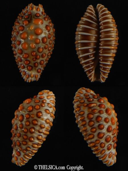 Jeneria pustulata 20.56 mm Gem-0