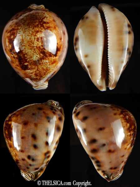 Leporicypraea valentia ... TOP COLOUR ... 82.32 mm Gem-0